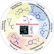 Graphical abstract: Recent progress in the development of small-molecule fluorescent probes for detection and imaging of selenocysteine and application in thyroid disease diagnosis