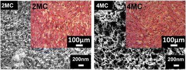 Graphical abstract: Bio-response of copper–magnesium co-substituted mesoporous bioactive glass for bone tissue regeneration