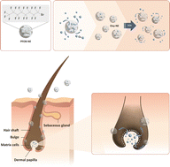 Graphical abstract: The effect of oxygen supply using perfluorocarbon-based nanoemulsions on human hair growth