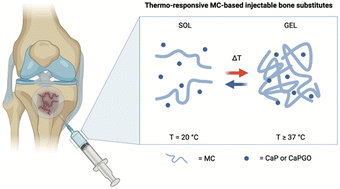 Graphical abstract: Injectable in situ gelling methylcellulose-based hydrogels for bone tissue regeneration