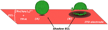 Graphical abstract: Shadow electrochemiluminescence imaging of giant liposomes opening at polarized electrodes