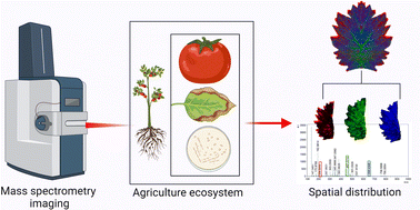 Graphical abstract: Mass spectrometry imaging in plants, microbes, and food: a review