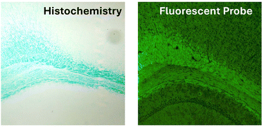 Graphical abstract: Fluorescent probes for neuroscience: imaging ex vivo brain tissue sections