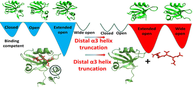 Graphical abstract: Modulation of the conformational landscape of the PDZ3 domain by perturbation on a distal non-canonical α3 helix: decoding the microscopic mechanism of allostery in the PDZ3 domain