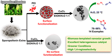 Graphical abstract: First Cu-nanostar as a sustainable catalyst realized through synergistic effects of bowl-shaped features and surface activation of sporopollenin exine