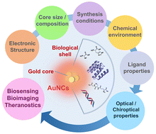 Graphical abstract: Biomolecular ligands as tools to modulate the optical and chiroptical properties of gold nanoclusters