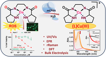 Graphical abstract: A Cu(ii) pseudopeptide complex: a surrogate to a formal Cu(iii) species in water and an inhibitor of cancer cell proliferation