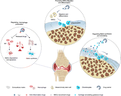 Graphical abstract: Application of kartogenin for the treatment of cartilage defects: current practice and future directions