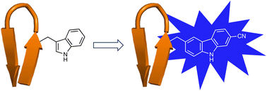 Graphical abstract: Fluorescent carbazole-derived α-amino acids: structural mimics of tryptophan