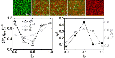 Graphical abstract: Scale-dependent interactions enable emergent microrheological stress response of actin–vimentin composites