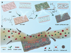 Graphical abstract: Double crosslinking decellularized bovine pericardium of dialdehyde chondroitin sulfate and zwitterionic copolymer for bioprosthetic heart valves with enhanced antithrombogenic, anti-inflammatory and anti-calcification properties