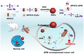 Graphical abstract: A spermine-responsive supramolecular chemotherapy system constructed from a water-soluble pillar[5]arene and a diphenylanthracene-containing amphiphile for precise chemotherapy