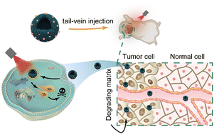 Graphical abstract: Matrix-degrading soft-nanoplatform with enhanced tissue penetration for amplifying photodynamic therapeutic efficacy of breast cancer