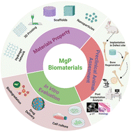 Graphical abstract: Research progress on biodegradable magnesium phosphate ceramics in orthopaedic applications