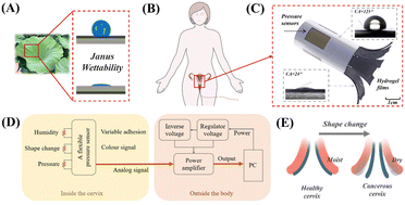 Graphical abstract: Bioinspired colloidal crystal hydrogel pressure sensors with Janus wettability for uterus cervical canal tension perception