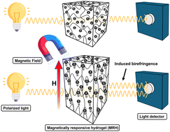 Graphical abstract: Magnetically induced stress birefringence in stimuli-responsive hydrogels