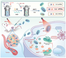 Graphical abstract: NIR-II photozymes with stoichiometric chemistry-regulated enzyocatalytic activities for multi-modal nanocatalytic therapy