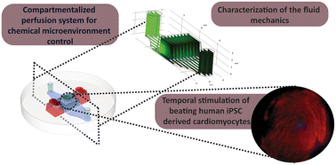 Graphical abstract: Compartmentalized perfusion for temporal control of the chemical microenvironment of iPSC-derived cardiac cells