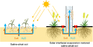 Graphical abstract: A zero-wastewater-discharge noncontact solar desalter for saline–alkali soil remediation and grain yield increase using brackish water