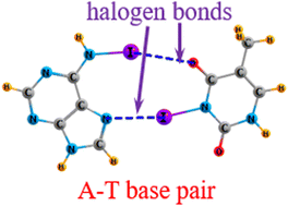 Graphical abstract: Replacement of hydrogen by halogen bonds within nucleic acid base pairs