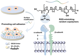 Graphical abstract: RGD peptide-mimicking random copolymers synthesized via rapid and controllable NCA polymerization to promote cell adhesion