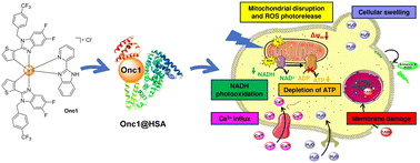 Graphical abstract: Conjugation of a cyclometalated Ir(iii) complex to human serum albumin for oncosis-mediated photodynamic therapy