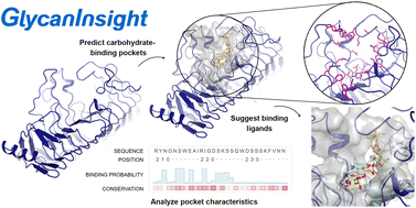 Graphical abstract: GlycanInsight: an open platform for carbohydrate-binding pocket prediction and characterization