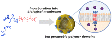 Graphical abstract: Self-assembled block copolymer domains as macromolecular ion transport systems in biological membranes