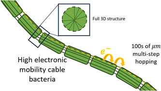 Graphical abstract: A theoretical framework to understand high electron mobilities in cable bacteria