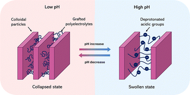 Graphical abstract: Self-consistent field description of polyelectrolyte-grafted colloidal actuators