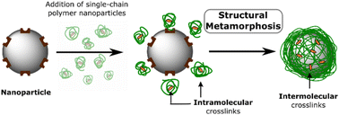Graphical abstract: Dynamic covalent polymer films formed by structural metamorphosis at nanoparticle surfaces