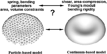 Graphical abstract: Continuum- and particle-based modeling of shapes and dynamics of red blood cells in health and disease