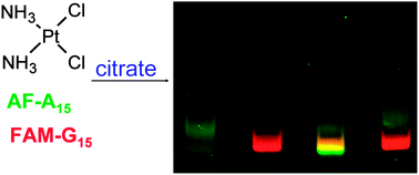 Graphical abstract: Citrate inhibition of cisplatin reaction with DNA studied using fluorescently labeled oligonucleotides: implication for selectivity towards guanine