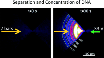 Graphical abstract: DNA separation and enrichment using electro-hydrodynamic bidirectional flows in viscoelastic liquids