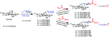 Graphical abstract: Imparting functional variety to cellulose ethers via olefin cross-metathesis