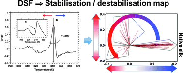 Graphical abstract: Differential scanning fluorimetry illuminates silk feedstock stability and processability