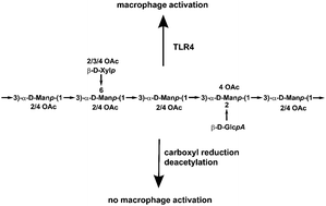 Graphical abstract: Carboxylic and O-acetyl moieties are essential for the immunostimulatory activity of glucuronoxylomannan: a novel TLR4 specific immunostimulator from Auricularia auricula-judae