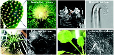 Graphical abstract: Trichomes as a natural biophysical barrier for plants and their bioinspired applications