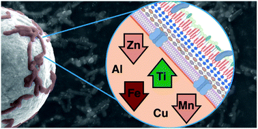 Graphical abstract: TiO2 exposure alters transition metal ion quota in Rhodococcus ruber GIN-1