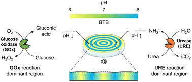 Graphical abstract: Spatiotemporal generation of alternating disparate pH domains via audible sound controlled opposing enzymatic reactions