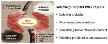 Graphical abstract: Autophagy-targeted Pt(iv) agents: a new horizon in antitumor drug development