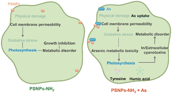 Graphical abstract: Toxic effects and metabolic response mechanisms of amino-modified polystyrene nanoplastics and arsenic on Microcystis aeruginosa