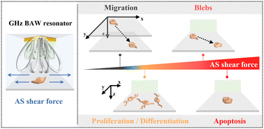 Graphical abstract: Mechanical regulation of nerve stem cells' multiple behaviors via GHz acoustic streaming