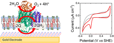 Graphical abstract: Solid-supported polymer–lipid hybrid membrane for bioelectrochemistry of a membrane redox enzyme