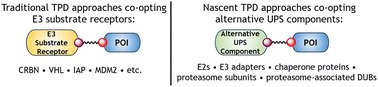 Graphical abstract: Small molecule targeted protein degradation via the UPS: venturing beyond E3 substrate receptors