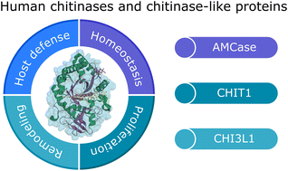 Graphical abstract: Human chitinases and chitinase-like proteins as emerging drug targets – a medicinal chemistry perspective