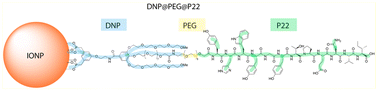 Graphical abstract: Spacer engineering in nanoparticle–peptide conjugates boosts targeting specificity for tumor-associated antigens