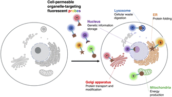Graphical abstract: Design strategies for organelle-selective fluorescent probes: where to start?