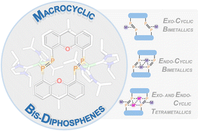 Graphical abstract: Macrocyclic bis-diphosphenes demonstrating bimetallic exo- and endo-cyclic binding modes