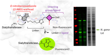 Graphical abstract: Affinity-based covalent sialyltransferase probes enabled by ligand-directed chemistry